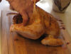 Seasoning the chicken inside and out