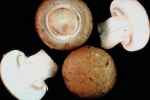 Garlicky Mushrooms