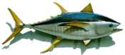 Yellow Fin Tuna